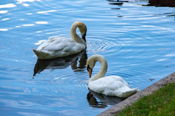 птица лебедь