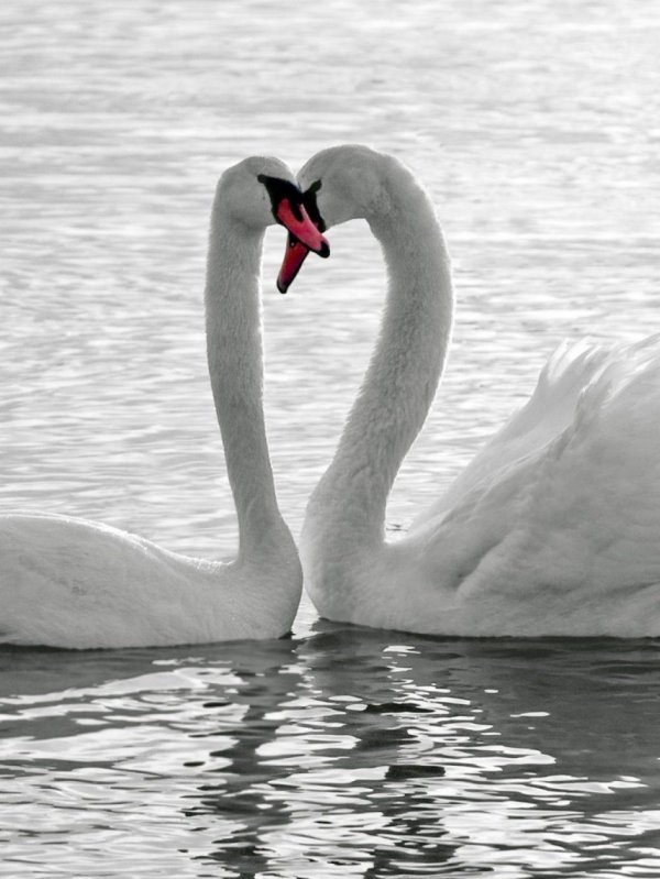 верность лебедей