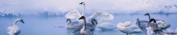 trumpeter swan