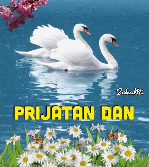 пара белых лебедей