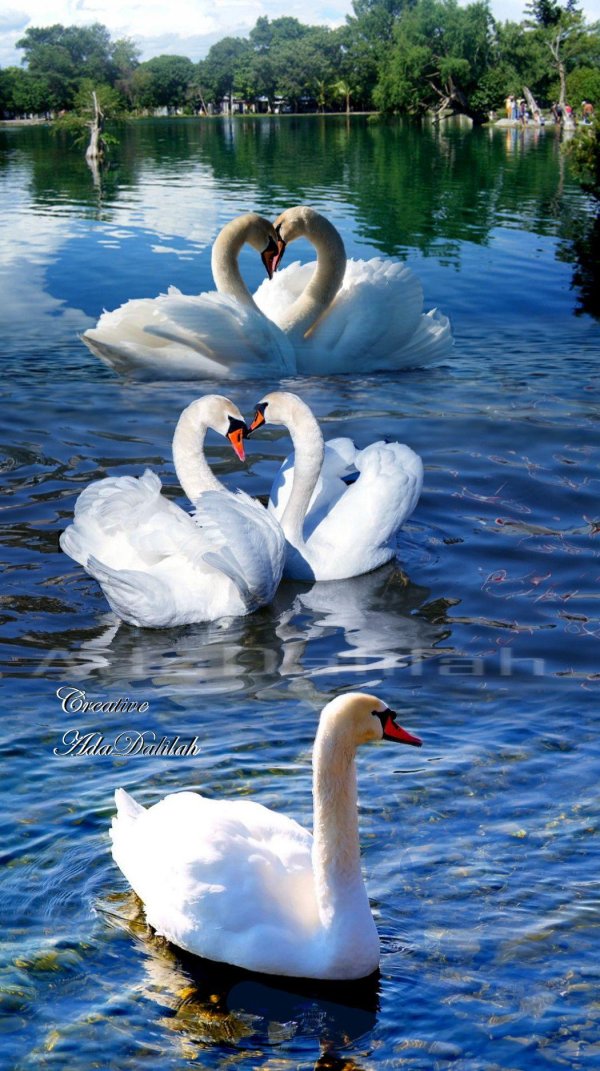 птица лебедь