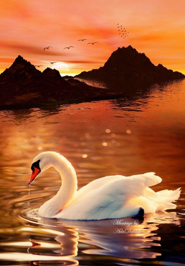 красивая природа с лебедями