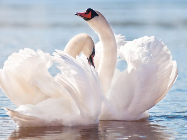 лебединая верность