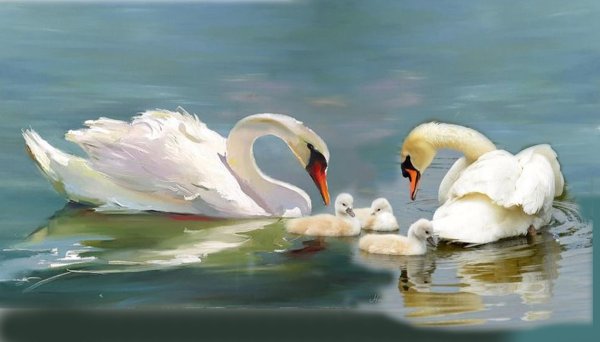 семья лебедей