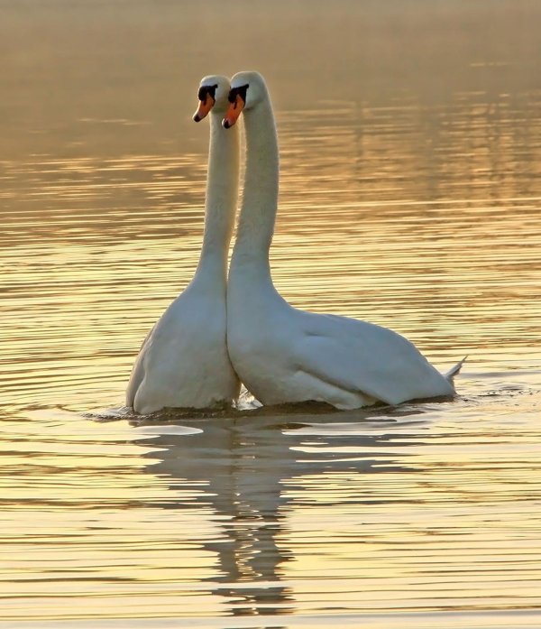 любовь лебедей