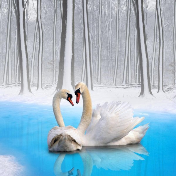 лебеди зимой