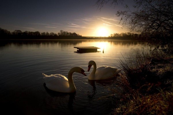 лебедушка лебединое озеро