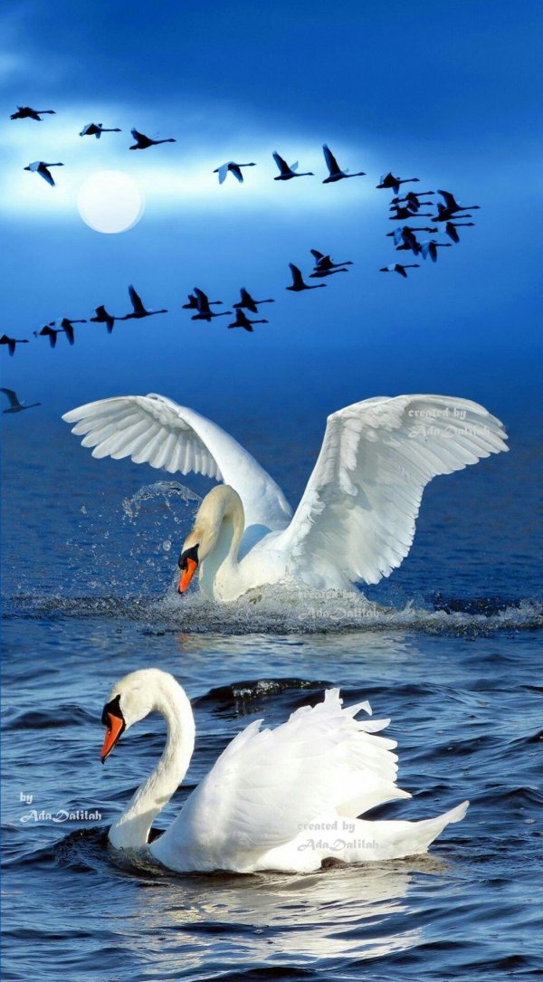 лебедь белая