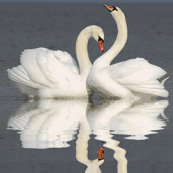 верность лебедей