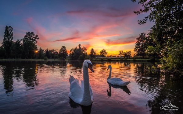 лебединое озеро белгород