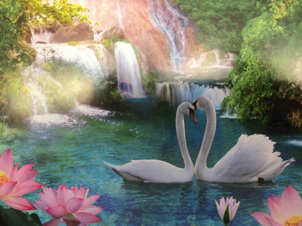 пруд с лебедями