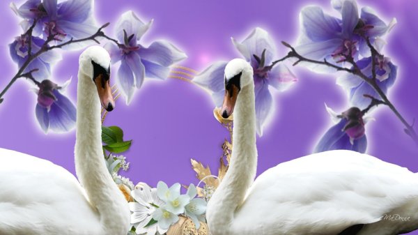 любовь лебедей