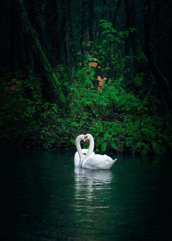 лебедь ночью