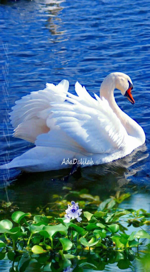 птица лебедь