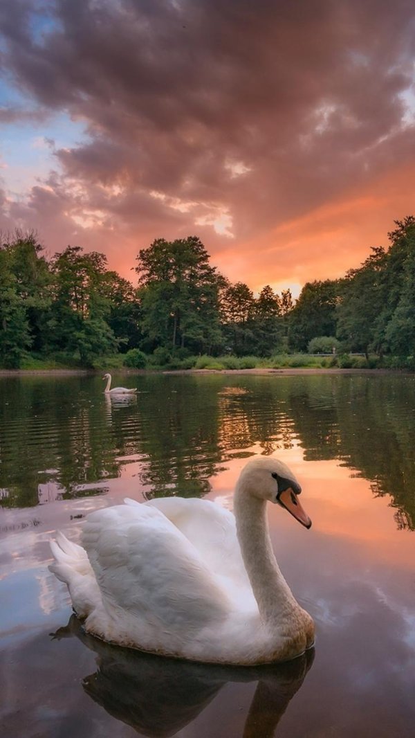 озеро лебедь