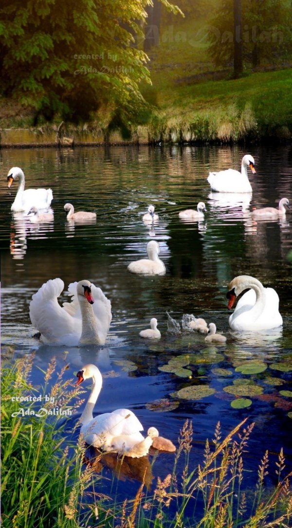 природа птицы