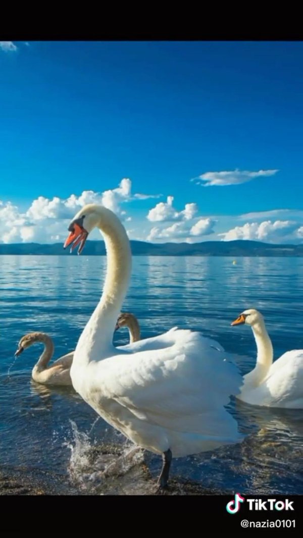 розовый лебедь