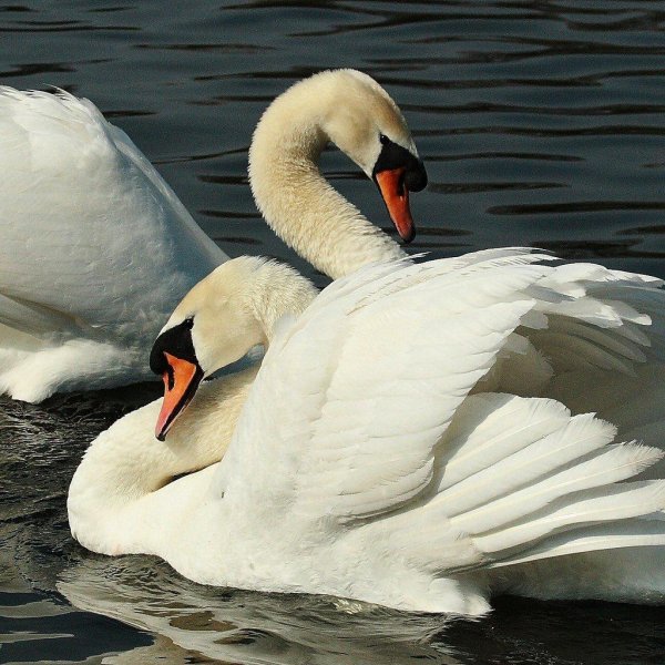 верность лебедей