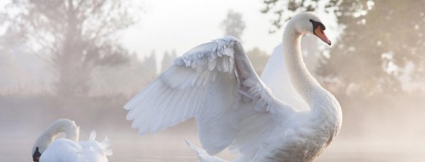 лебедь белая