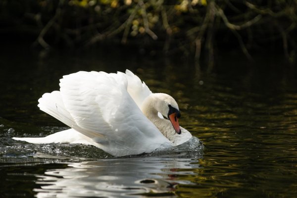 лебедь клюв