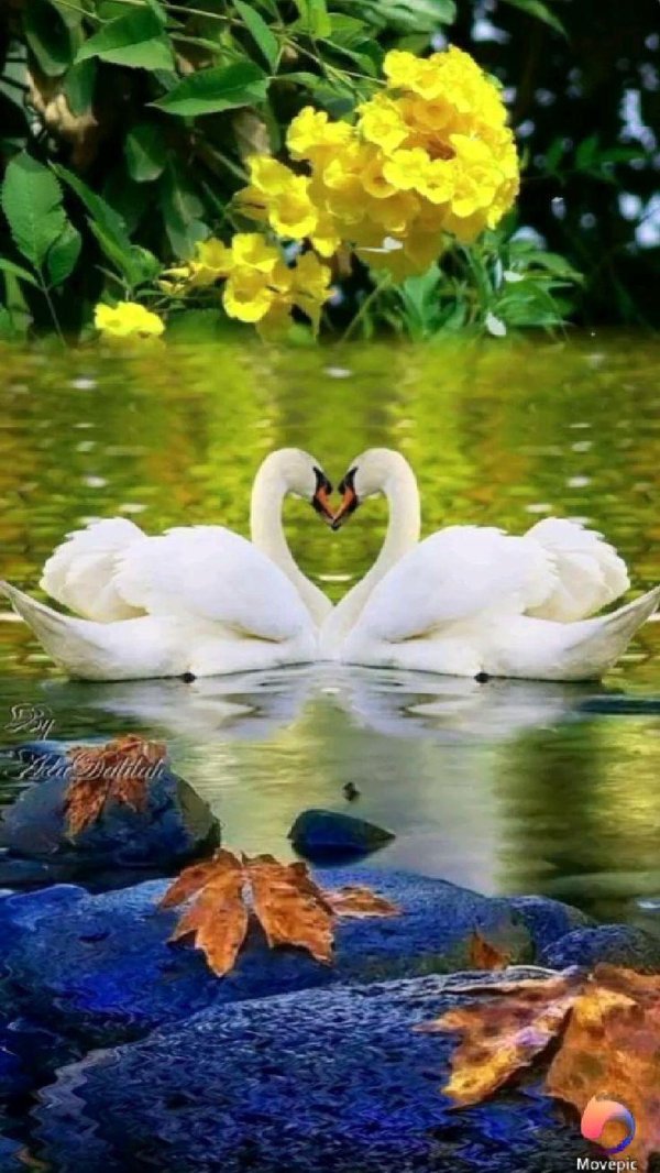 красивая природа с лебедями