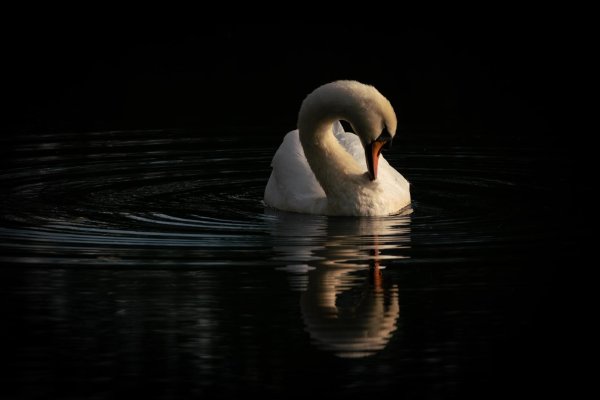птица лебедь