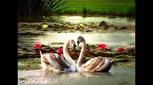 пара лебедей