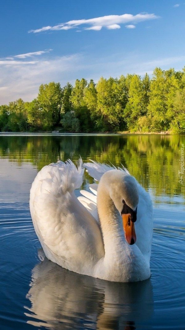 королевский бор озеро лебедь