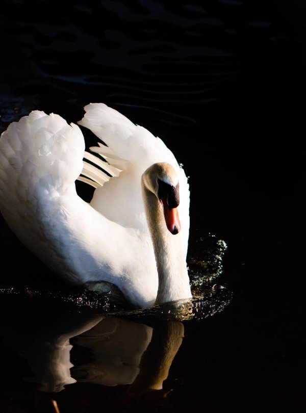 лебедь в воде