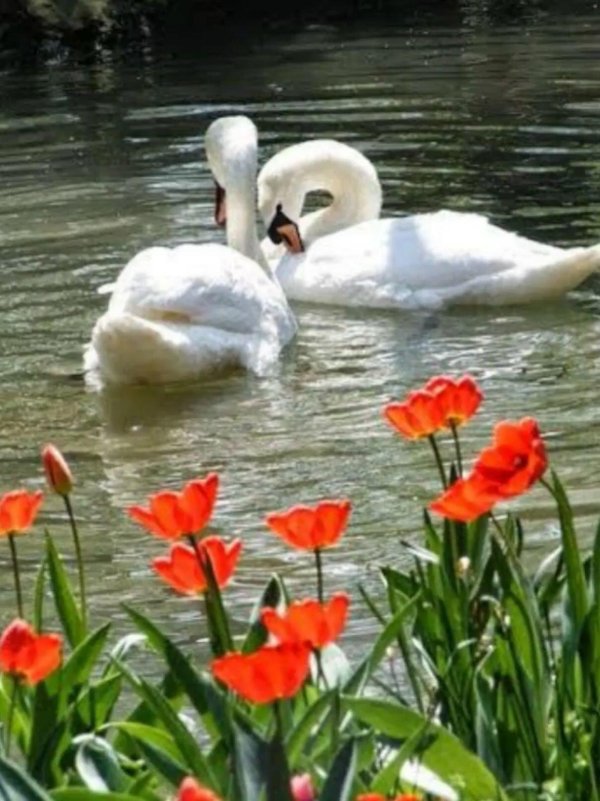 красивая природа с лебедями