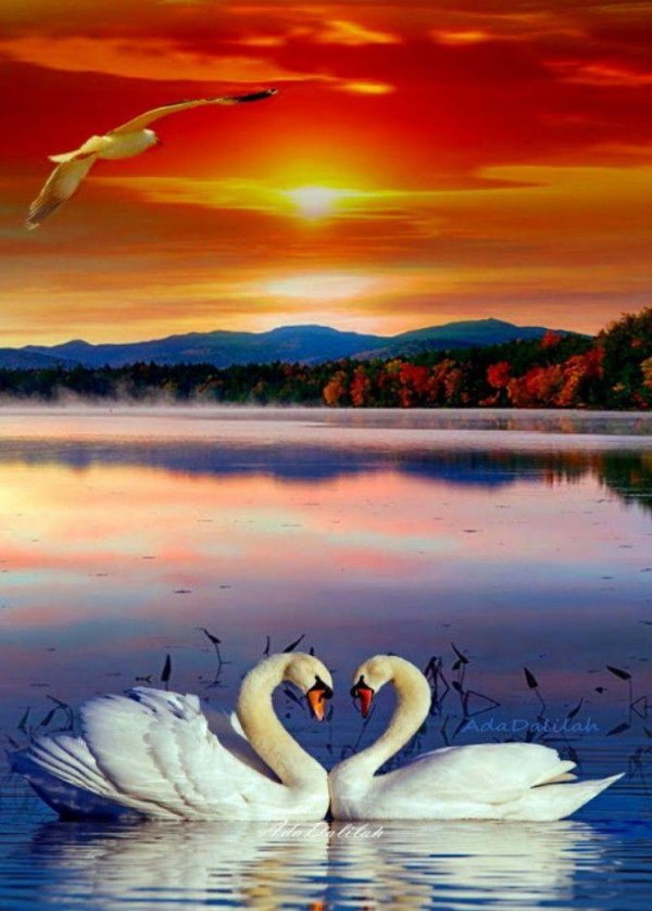 пейзаж с лебедями