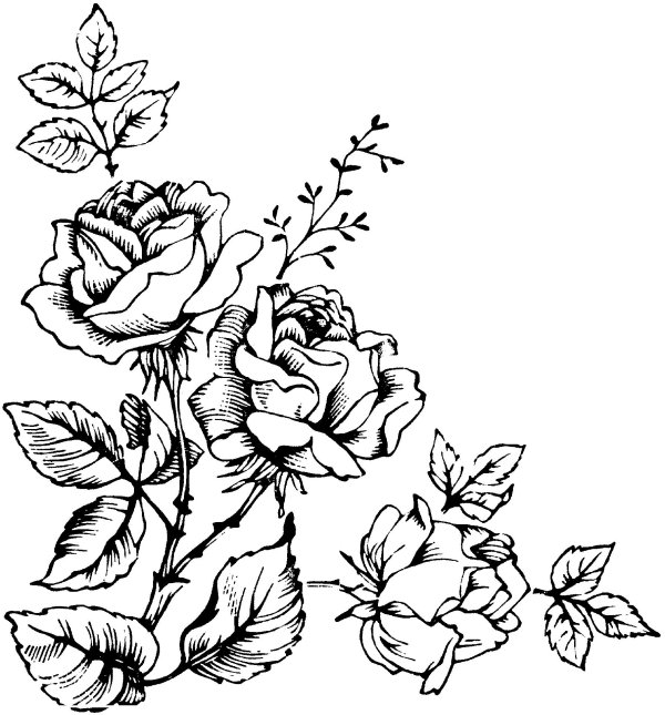 раскраски цветов розы