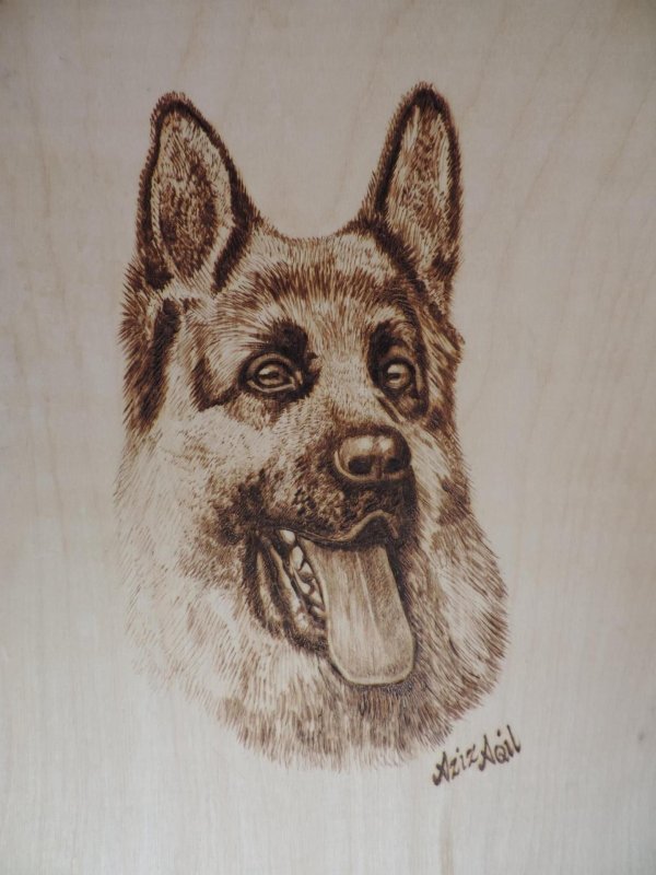 немецкая овчарка карандашом
