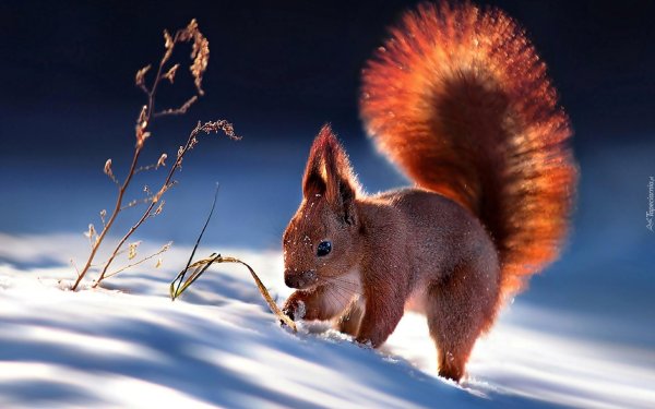 красная белка