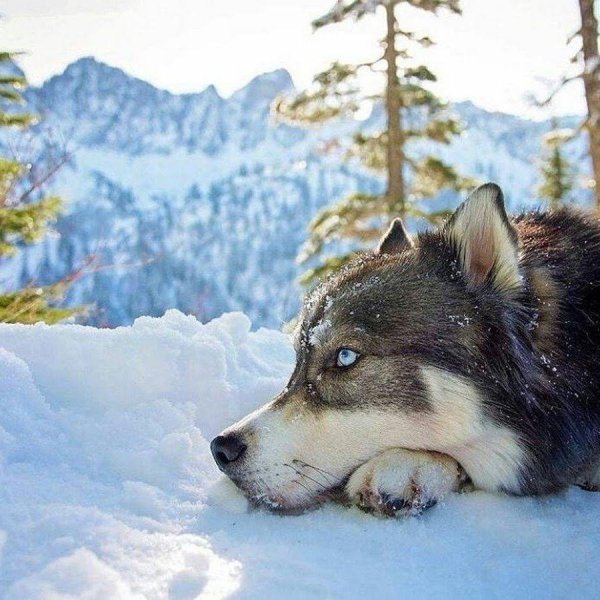 сибирский хаски