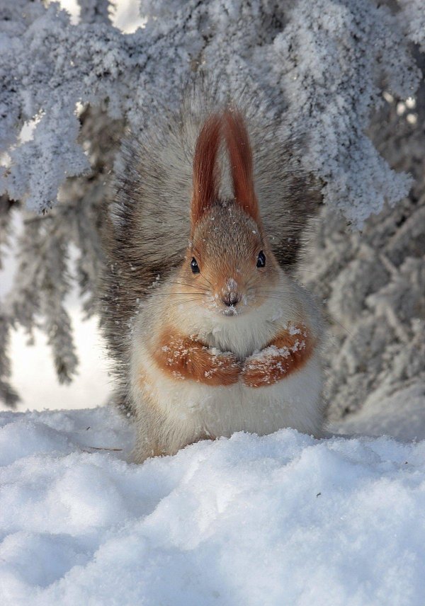 белочка зимой