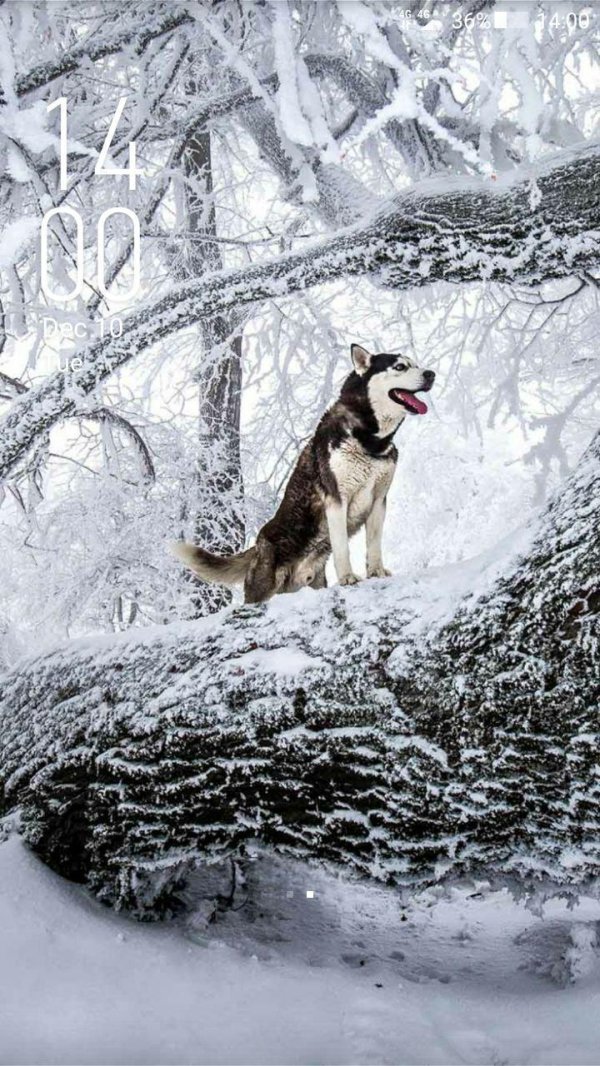 хаски сибирский