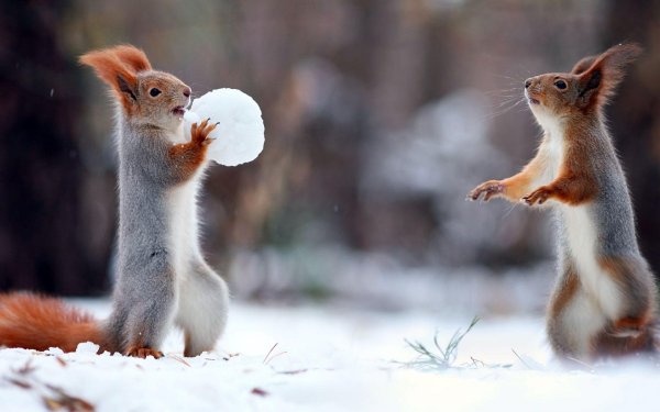 белочки вадим трунов