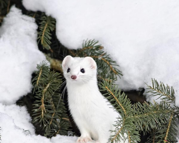 горностай ласка