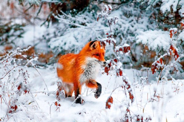 звери зимой