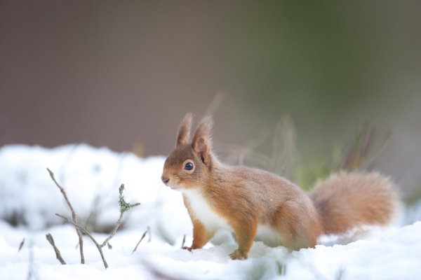 зимняя белка