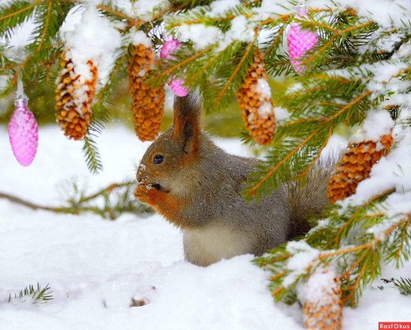 животные зимние