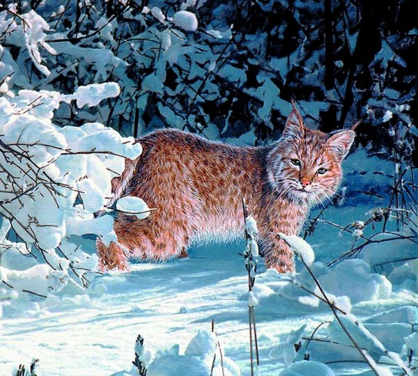 художниканималист mansanarez tom