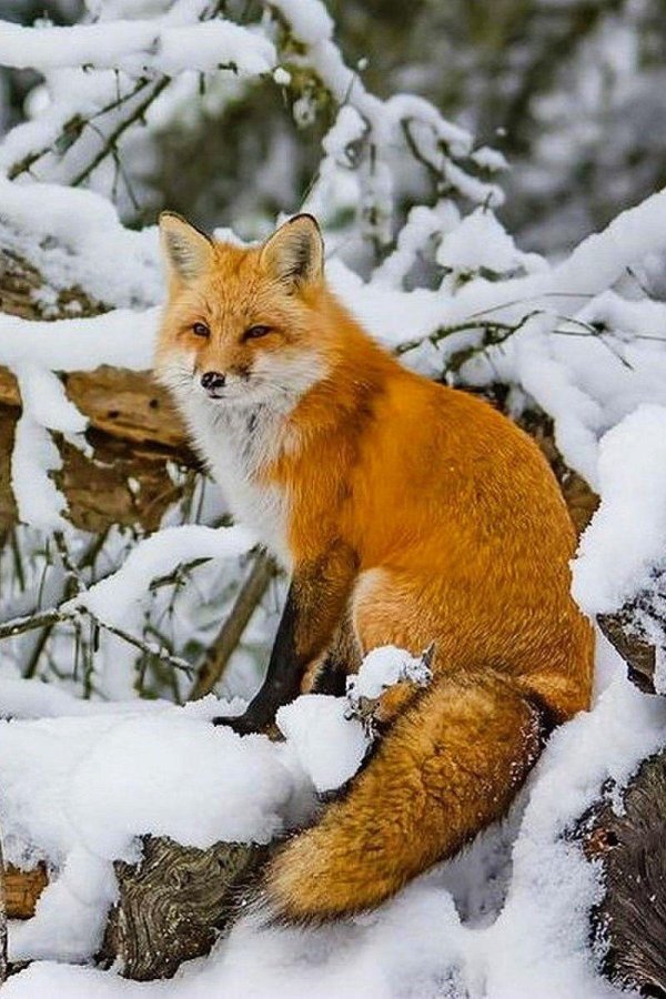 зимние животные