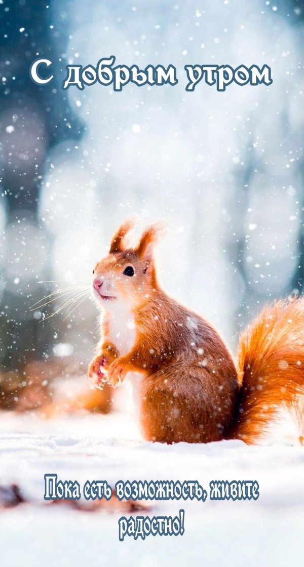 зимнего доброго утра