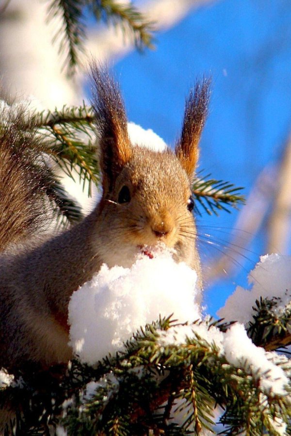 зимняя белка