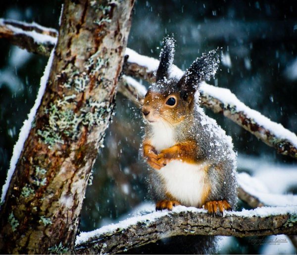 животные зимние