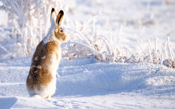 зайцы русаки