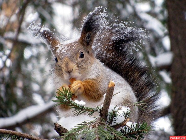 белочка зимой