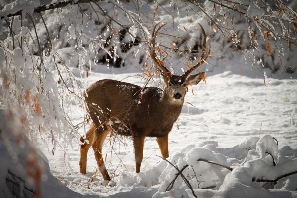 whitetail deer